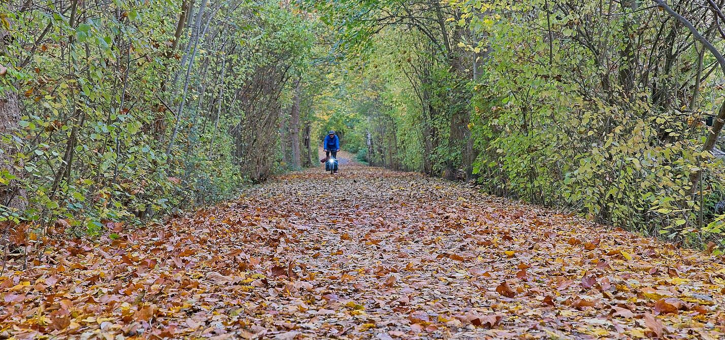 Herbstlaub auf der Trasse