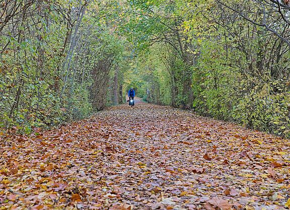 Herbstlaub auf der Trasse
